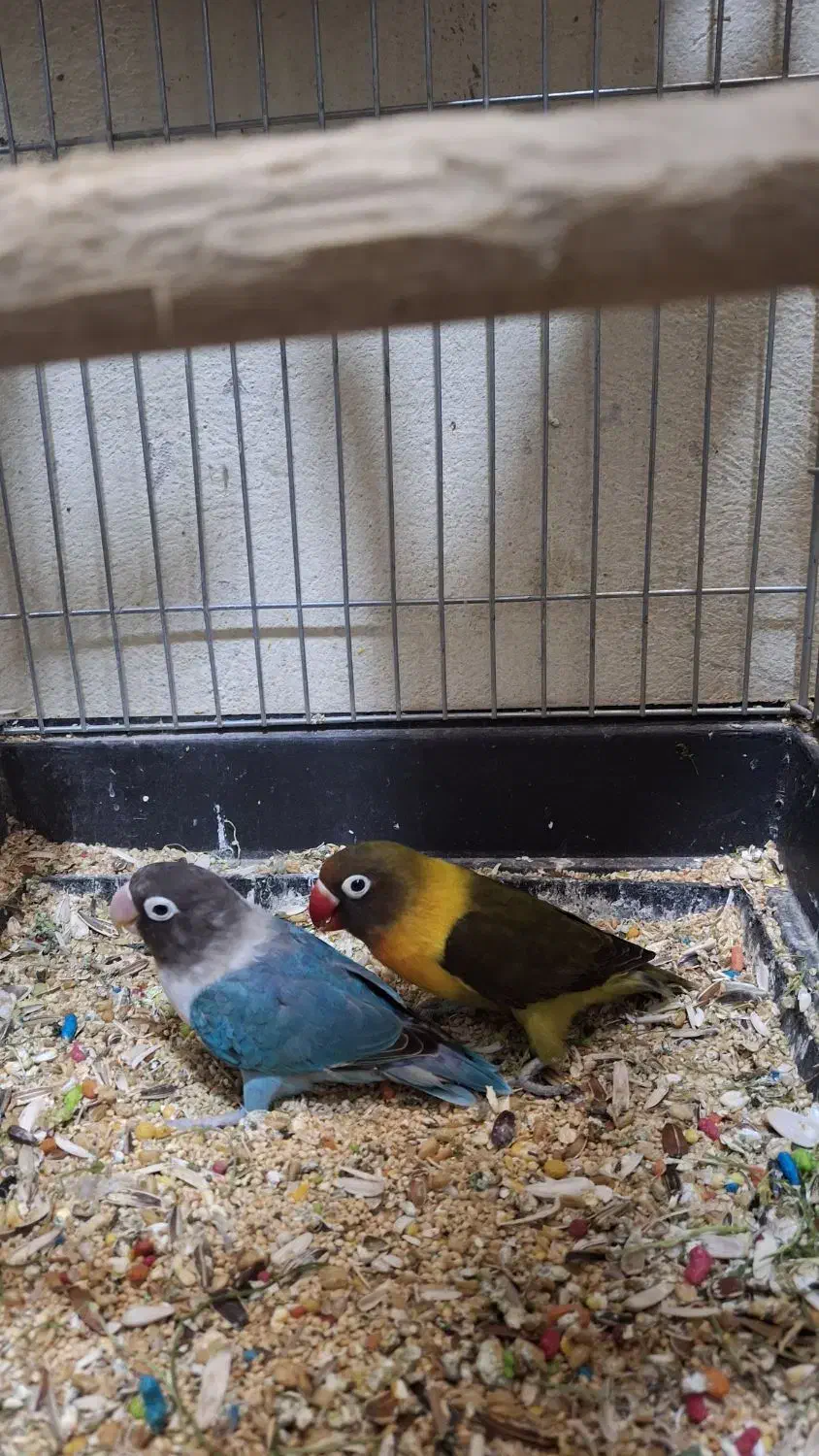 طوطی برزیلی|پرنده|محمدشهر, سیدآباد|دیوار