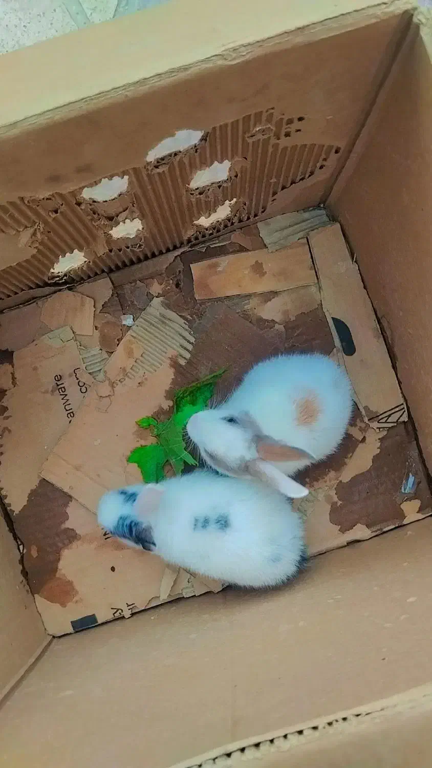 بچه خرگوش سی روزه|موش و خرگوش|پاکدشت, پاکدشت (مامازند)|دیوار