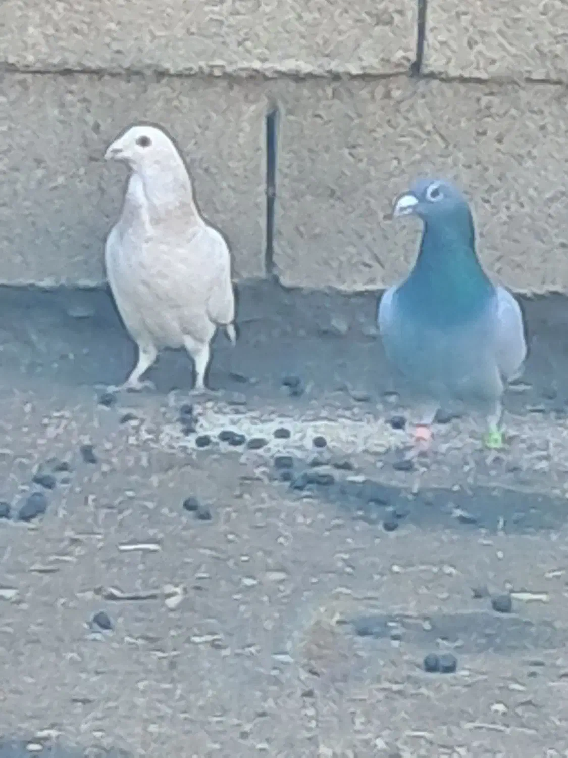 کبوتر پلاکی|پرنده|بختگان, |دیوار