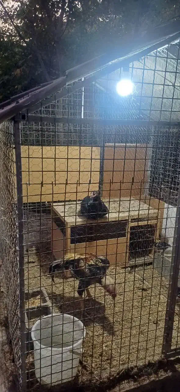 لاری اوشامو جوجه لاری بوقلمون|حیوانات مزرعه|کرج, شهرک نهال و بذر|دیوار