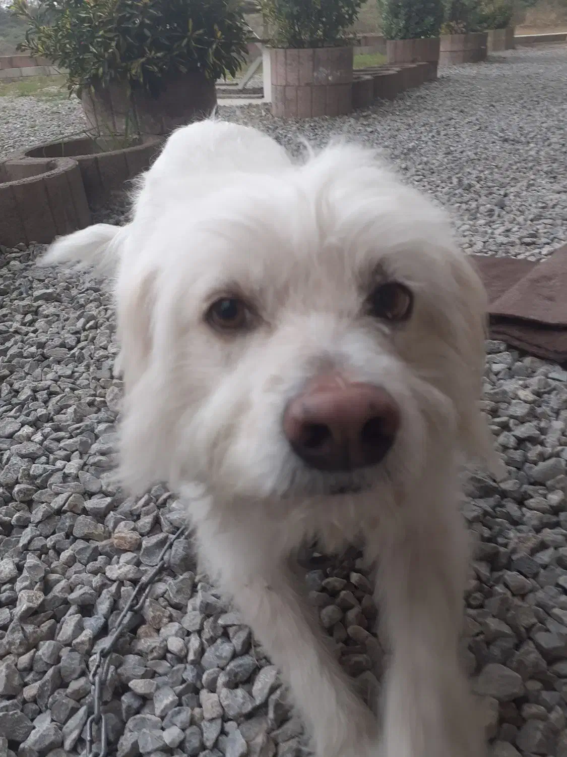 سگ شیتزو تریر|سگ|پره‌سر, |دیوار