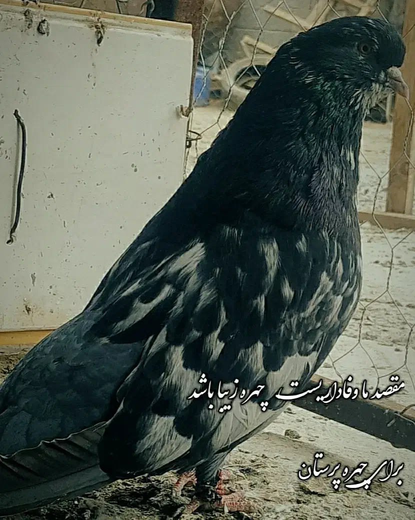 سار‌کاکل‌نر عطیقه|پرنده|انبارآلوم, |دیوار