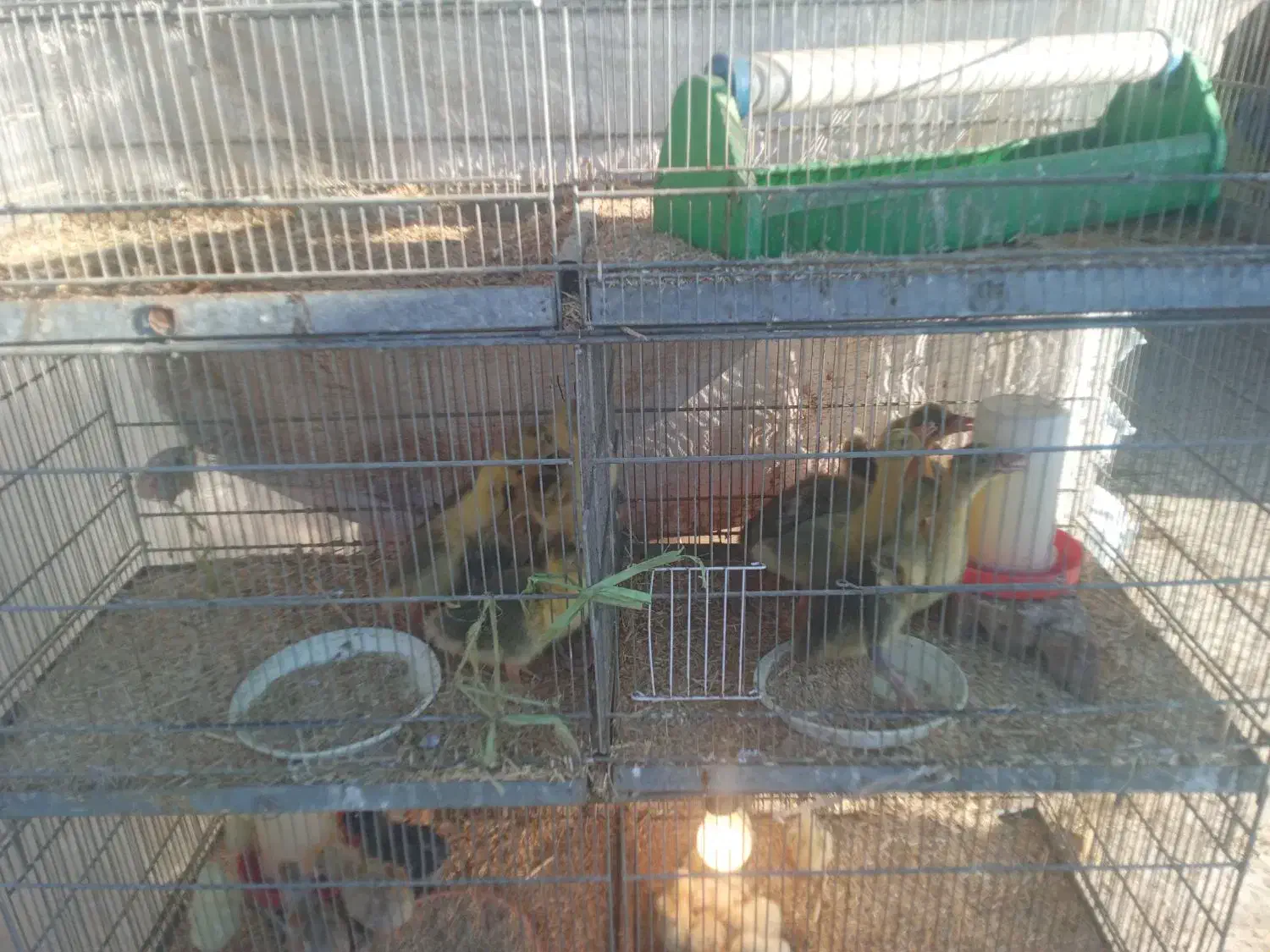 جوجه غاز و بچه غاز ۸،۹ روزه|حیوانات مزرعه|قائمشهر, |دیوار