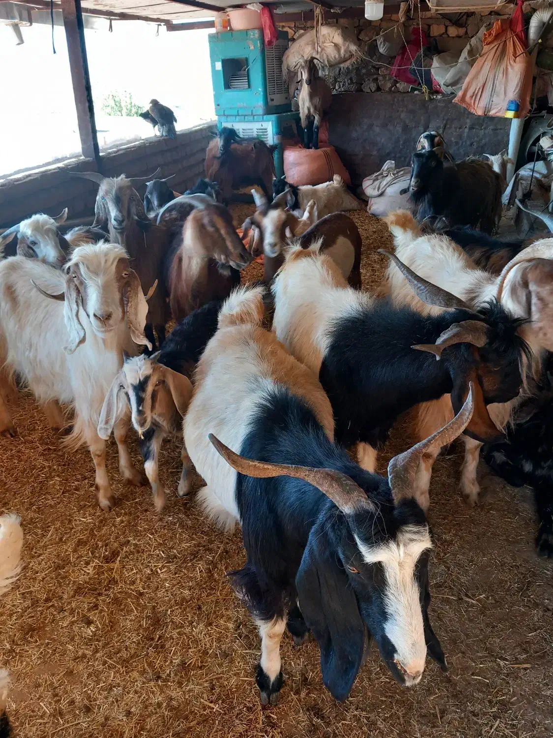 بزغاله فروشی|حیوانات مزرعه|کوهدشت, |دیوار