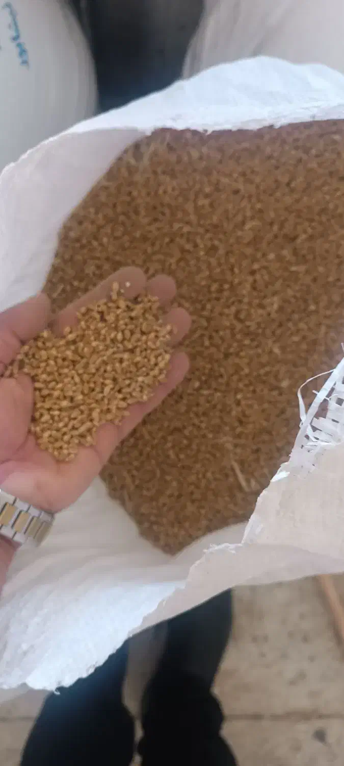 فروش بذر گندم|عمدهفروشی|نیشابور, ماروسک|دیوار