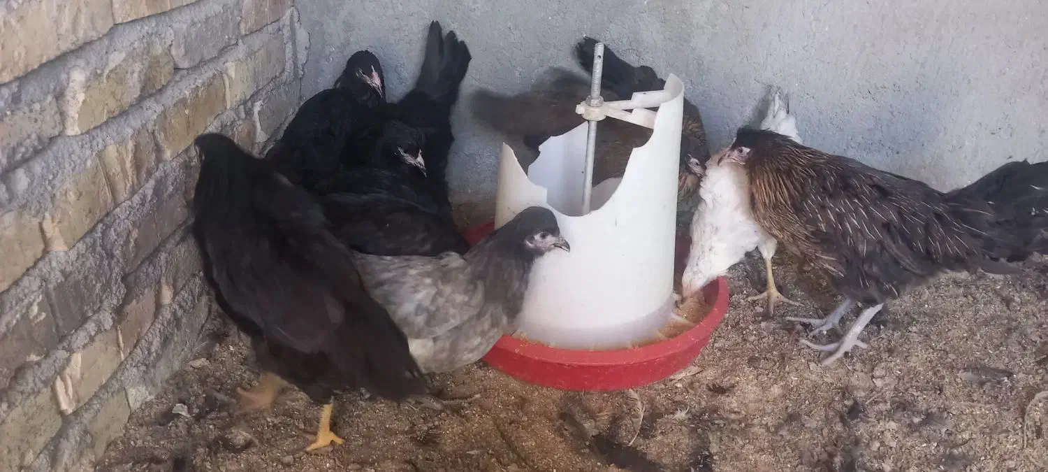 اا تا نیمچه مرغ رسمی قلم سیاه|حیوانات مزرعه|یزد, |دیوار