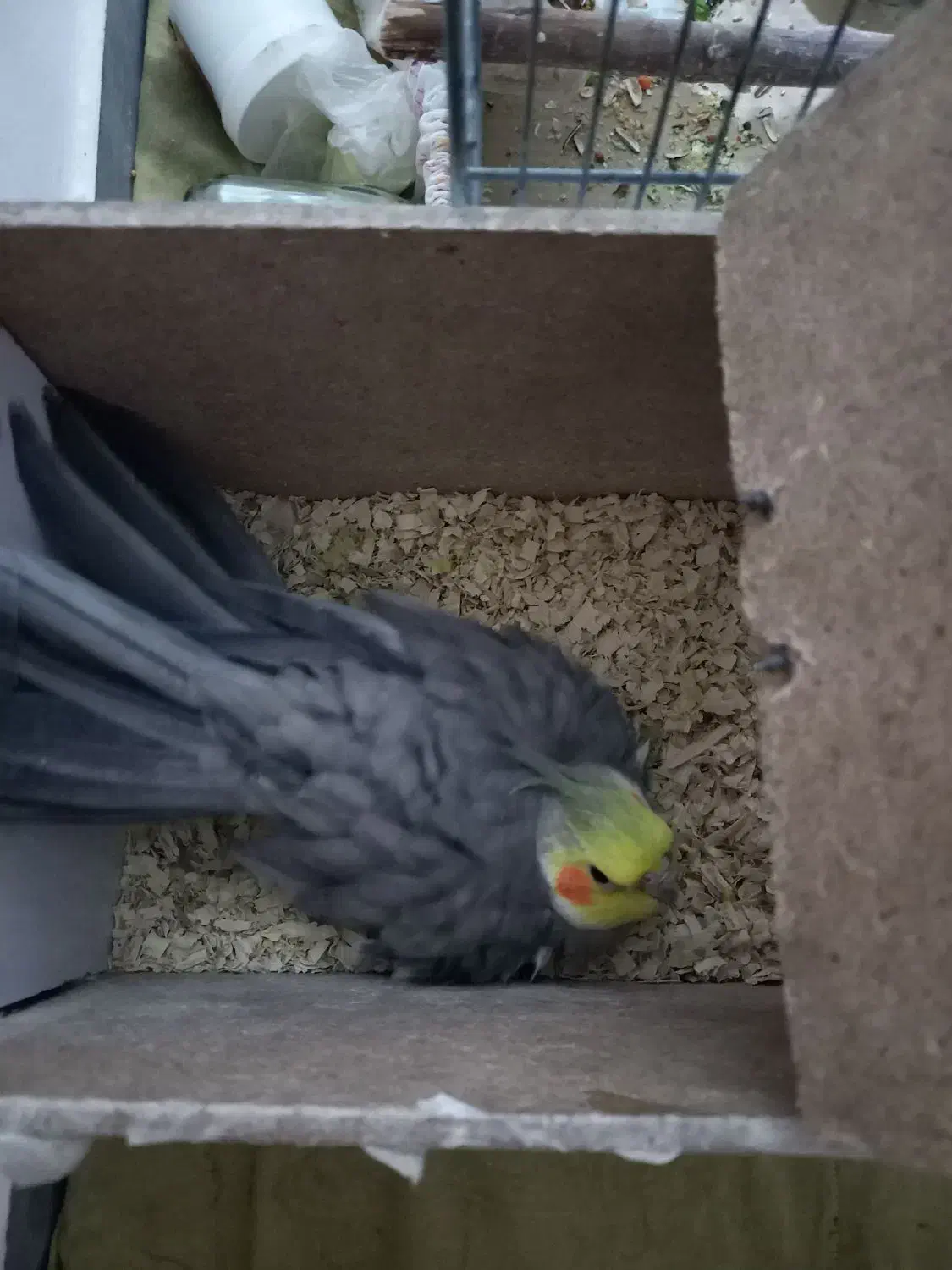 جفت عروس|پرنده|قوچان, |دیوار