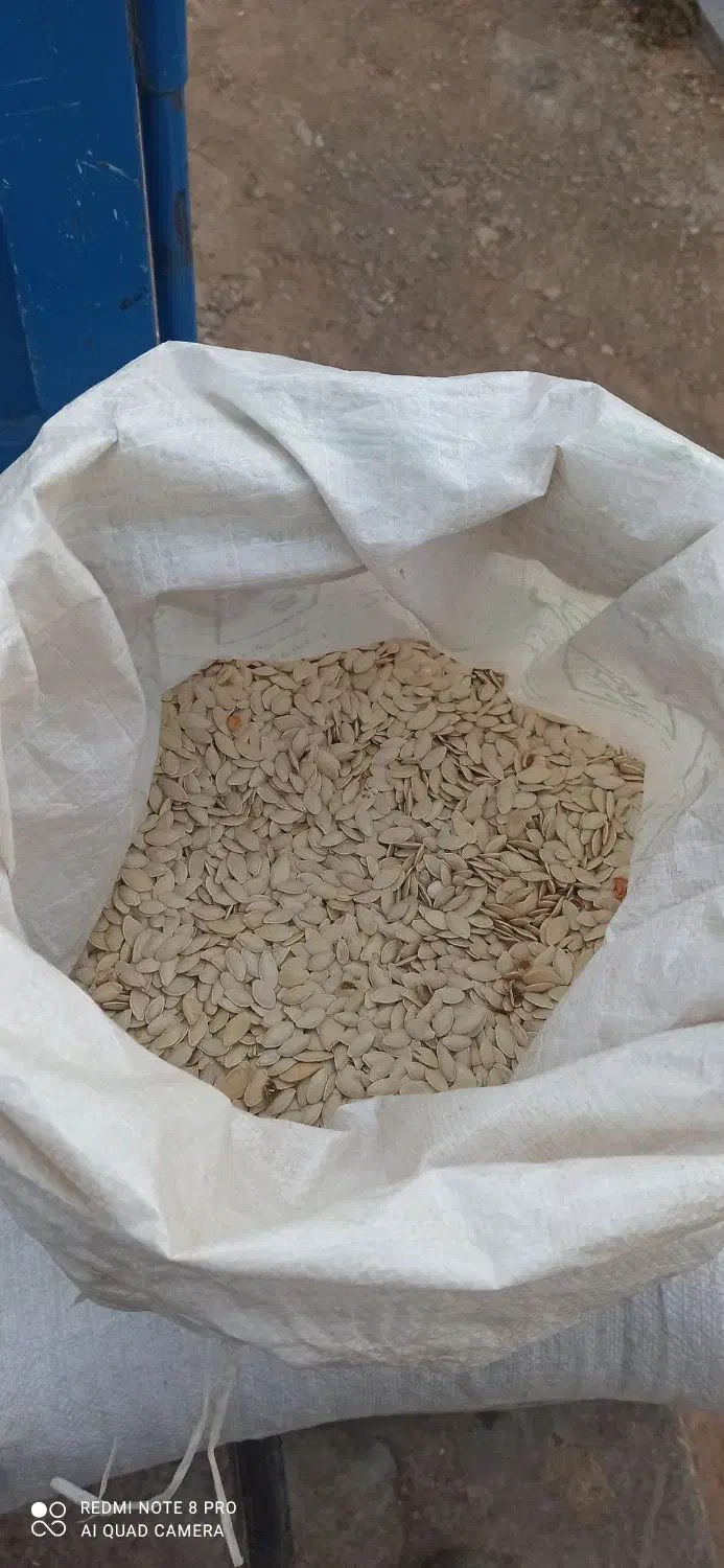 تخمه کدو|عمدهفروشی|قیدار, |دیوار