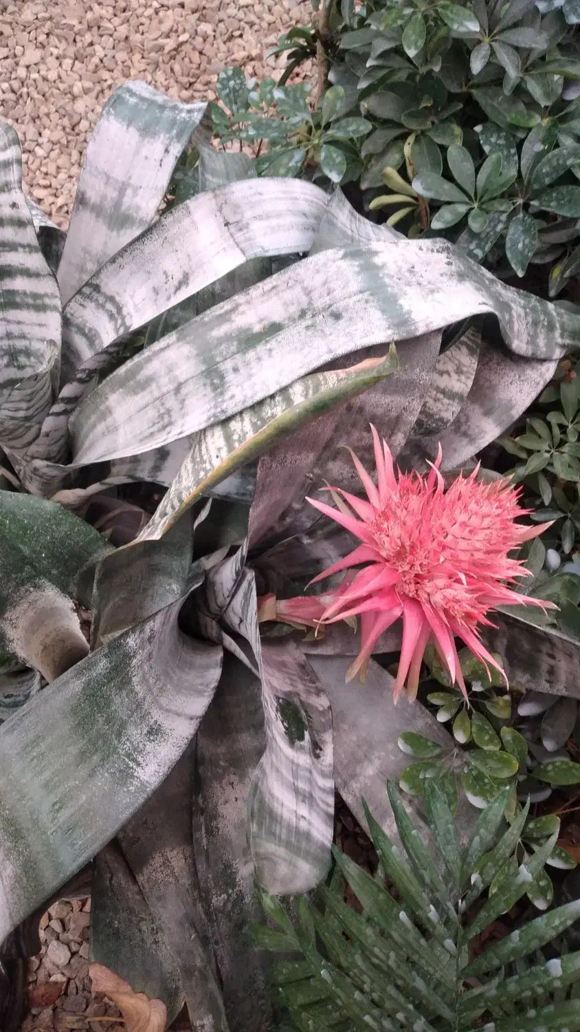 گل اکمیا|گل و گیاه طبیعی|بندر انزلی, کوی آزادگان|دیوار