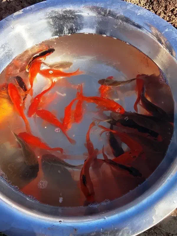 ماهی قرمز|ماهی|قرق, |دیوار