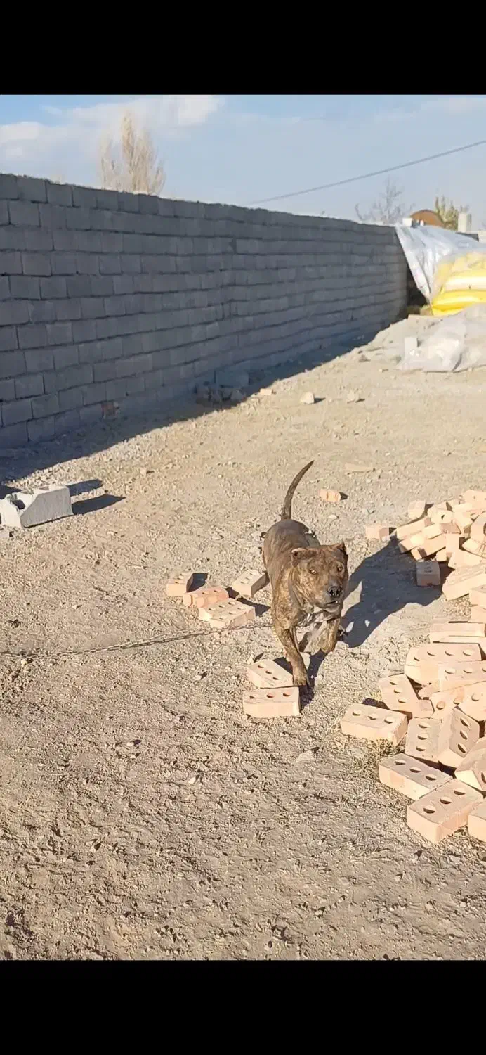 پیتبول اصل|سگ|مشگین شهر, |دیوار