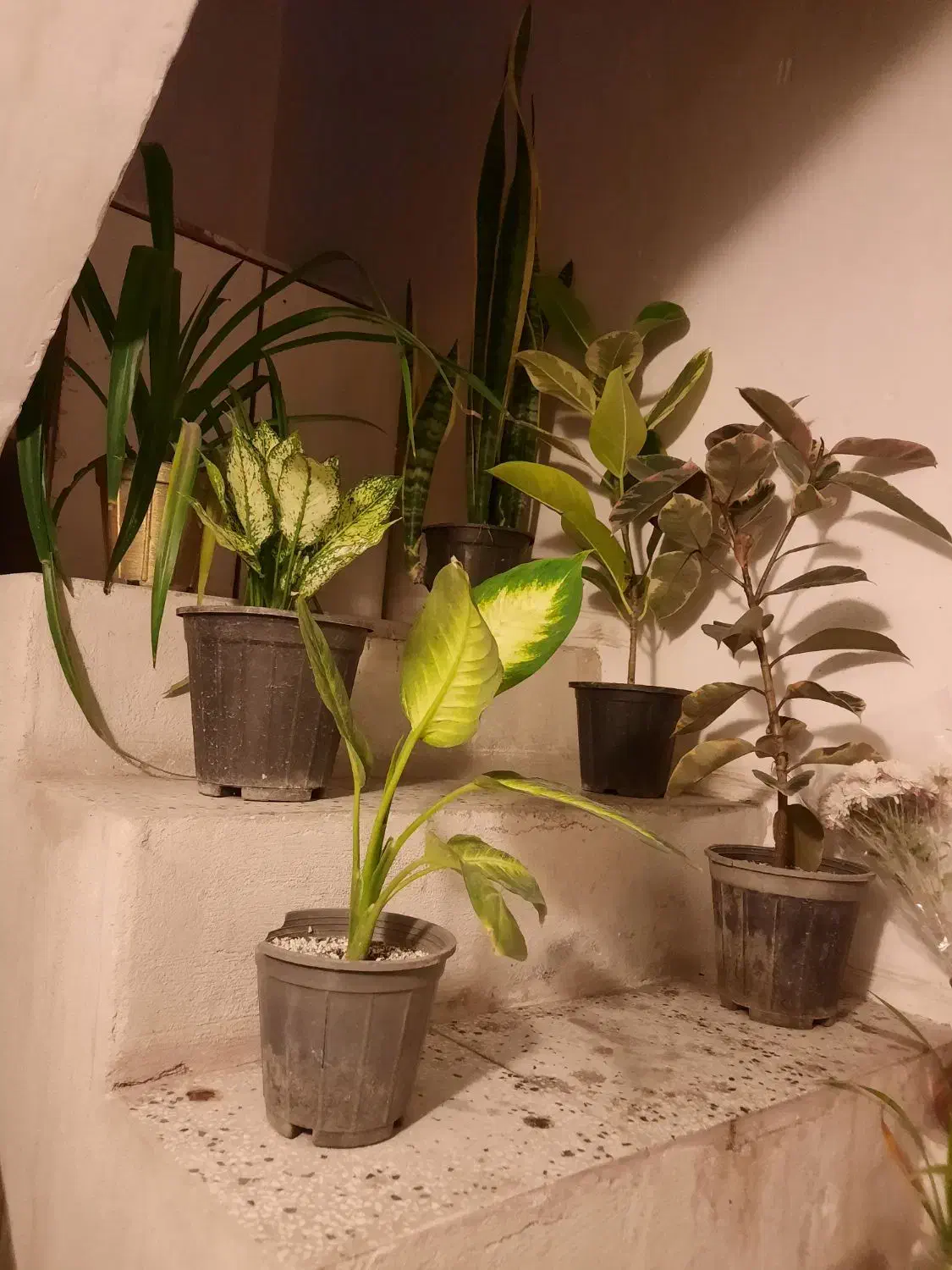 گل ها سالم وسروحال|گل و گیاه طبیعی|نیشابور, شهرک اندیشه|دیوار