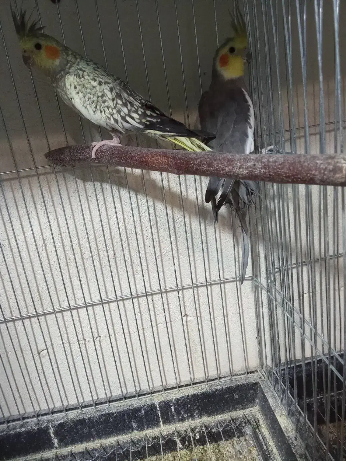 عروس هلندی معاوضه|پرنده|کرج, شاهینویلا|دیوار