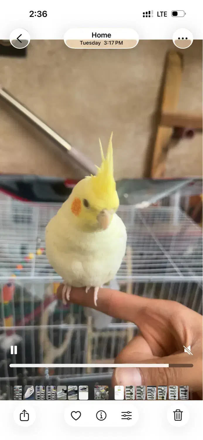 گم شده مژدگانی ۲ تومن|حیوانات|نیشابور, گنبد سبز|دیوار