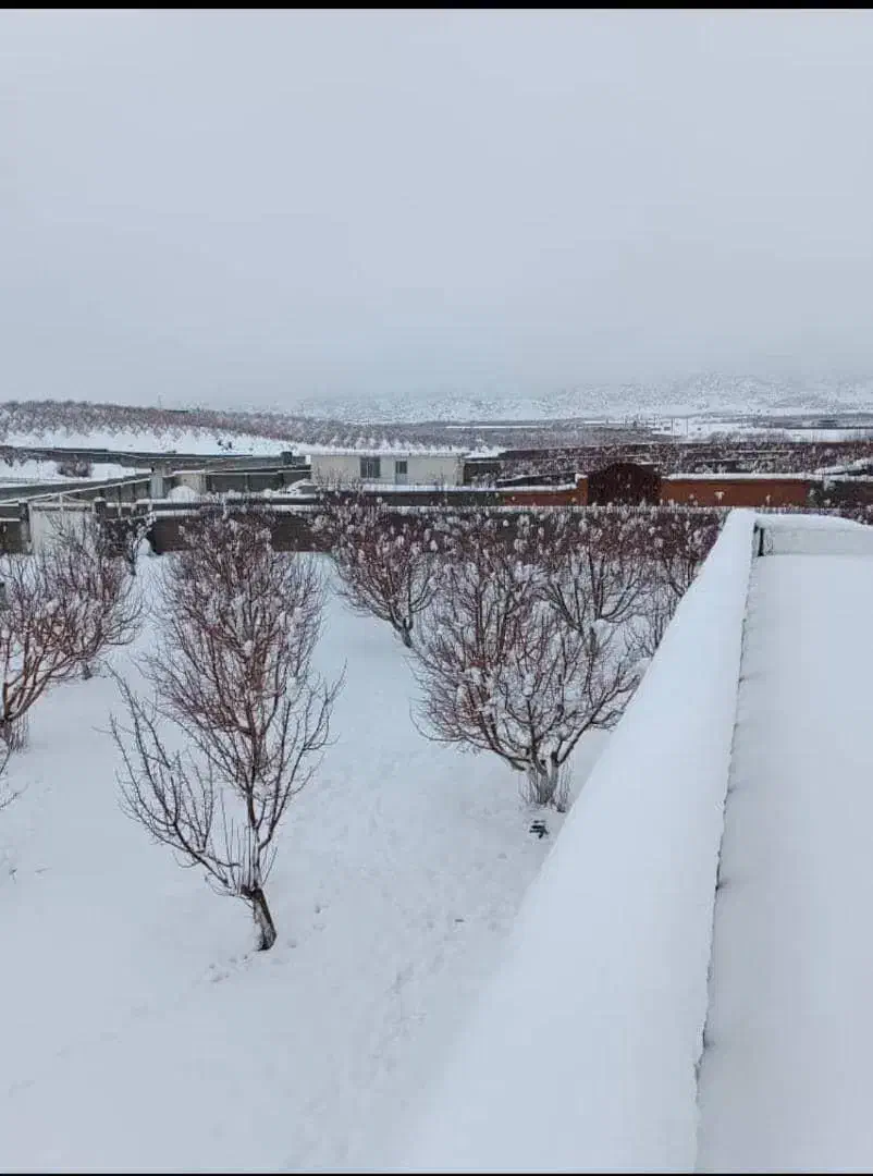 باغ ثمری استثنایی|فروش زمین و ملک کلنگی|شیراز, ارم|دیوار