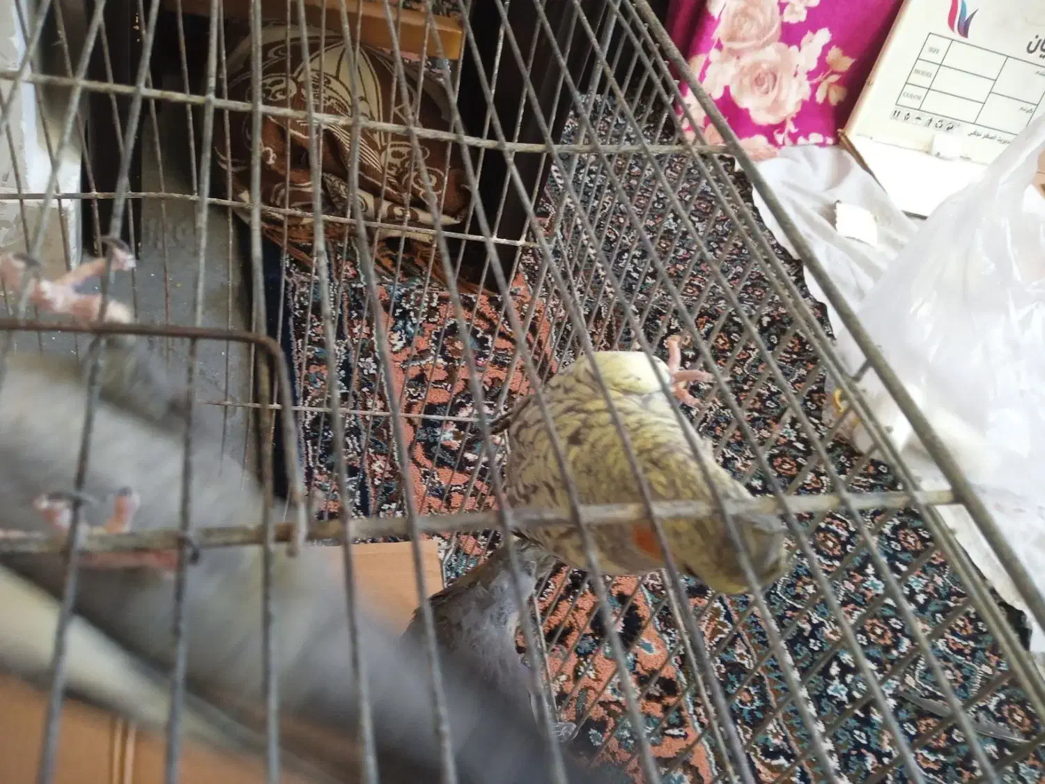 4عدد عروس هلندی دستی|پرنده|اردبیل, |دیوار