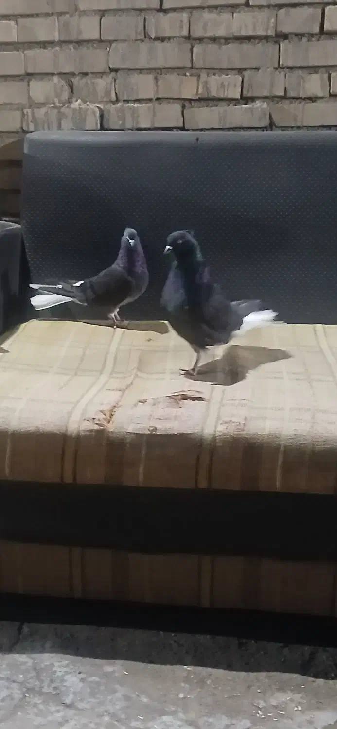 کبوتر رنگی زاغ دم سفید|پرنده|سوسنگرد, |دیوار