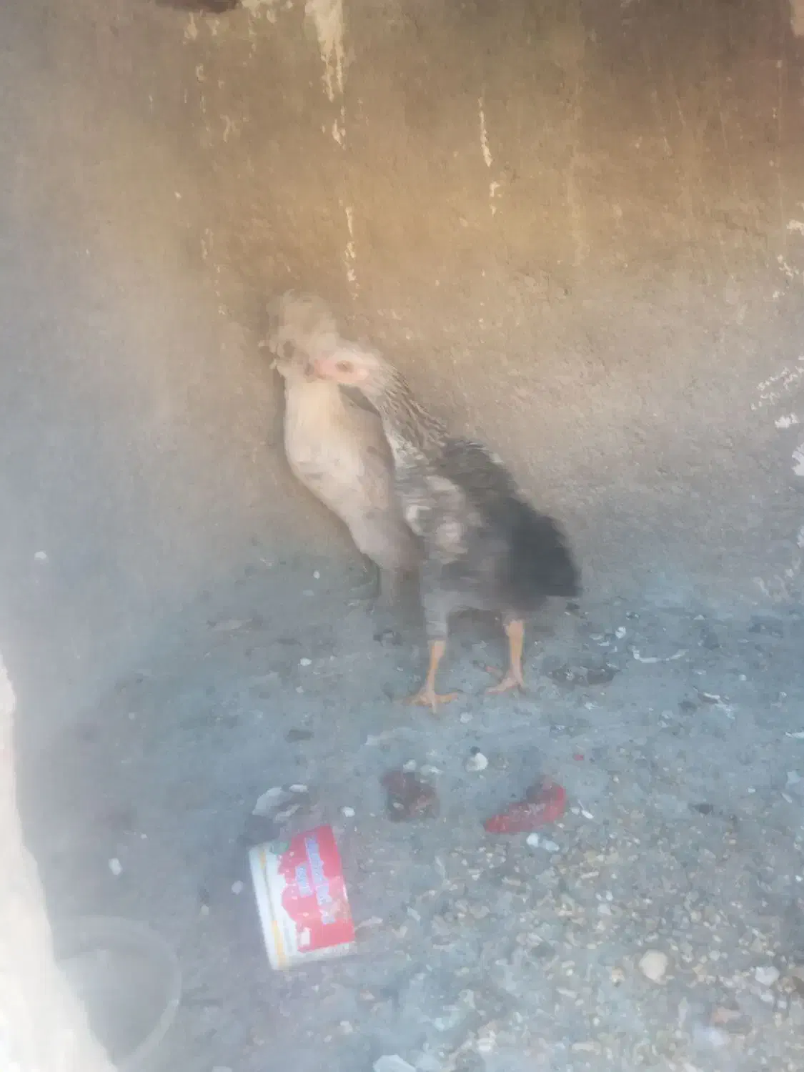 مرغ وخروس|حیوانات مزرعه|نهاوند, |دیوار