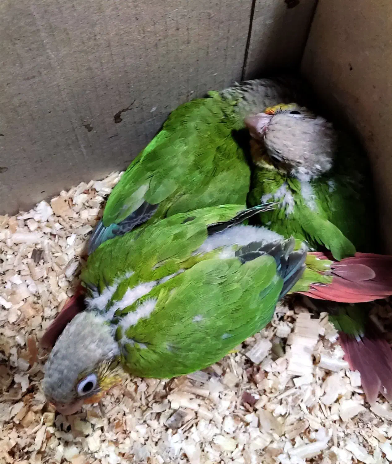 جوجه گرینچیک آناناسی سرلاکی دبل رد|پرنده|بندرعباس, |دیوار