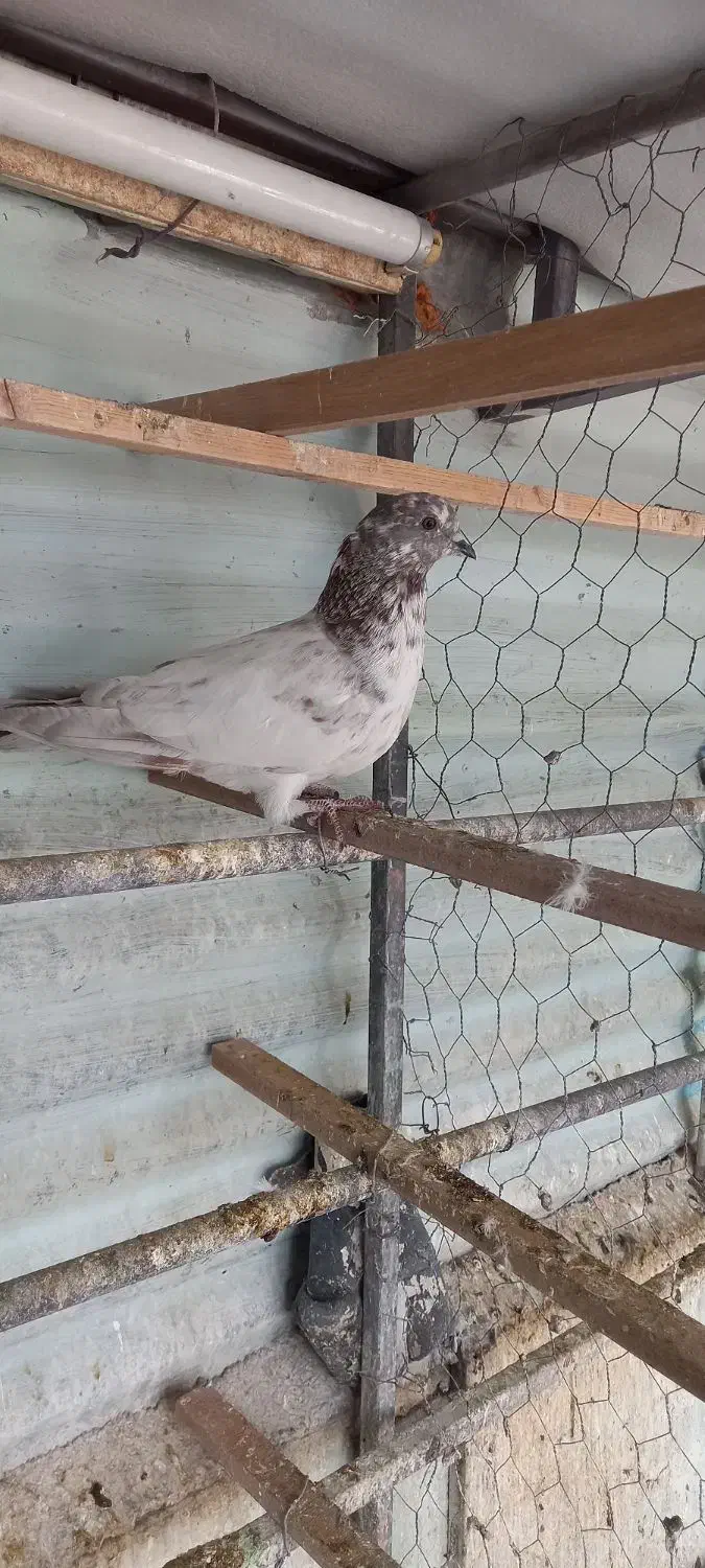 کبوتر پرشی|پرنده|فردیس, سپید دشت|دیوار