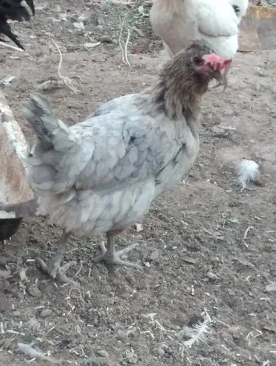 مرغ گلین طوسی گلین|حیوانات مزرعه|رفسنجان, |دیوار