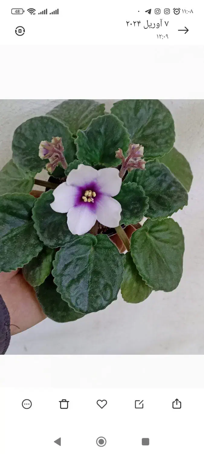 فروش بنفشه آفریقایی|گل و گیاه طبیعی|مشگین شهر, |دیوار