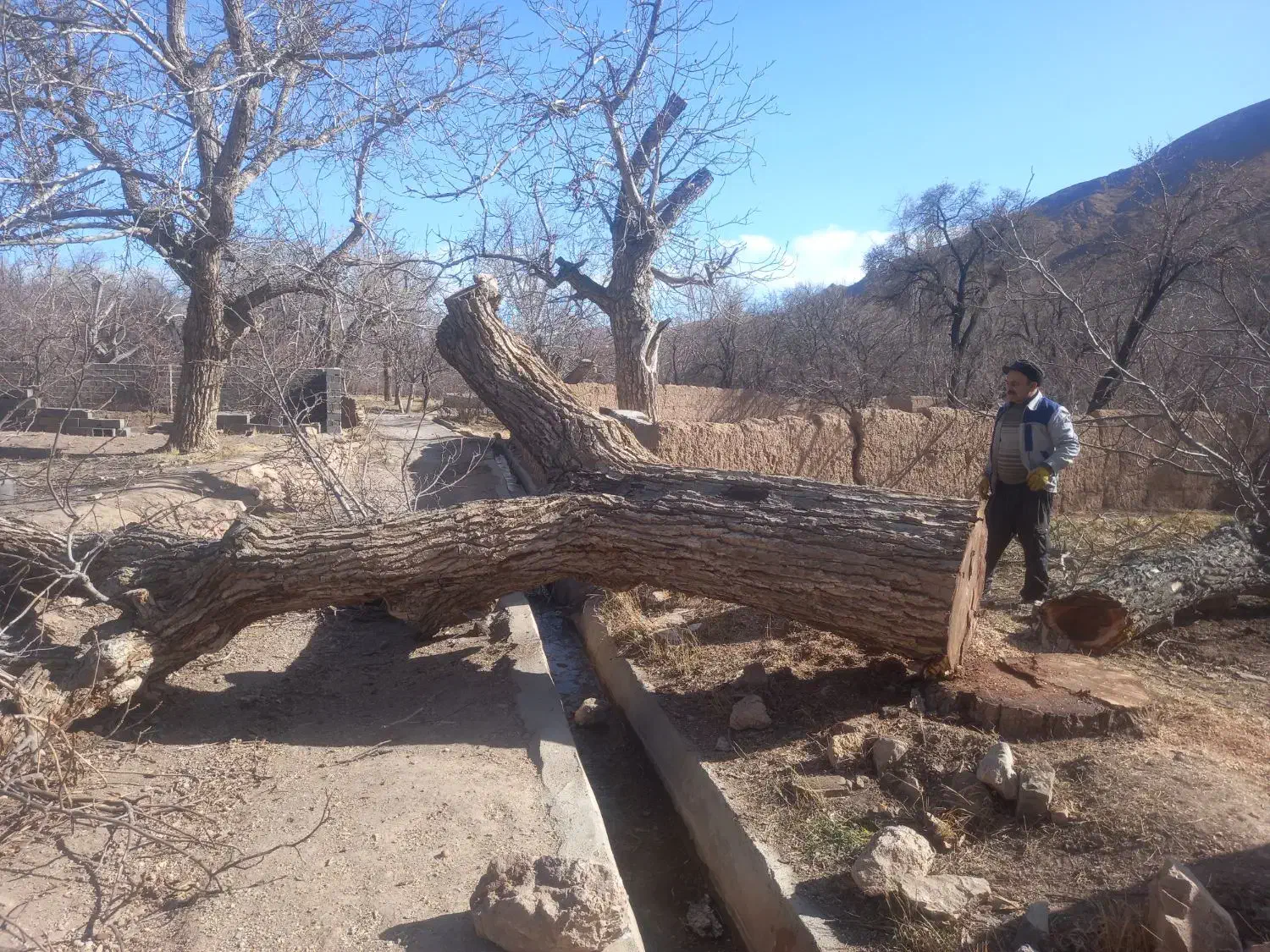 خرید وفروش چوب|خدمات باغبانی و درختکاری|یزد, |دیوار