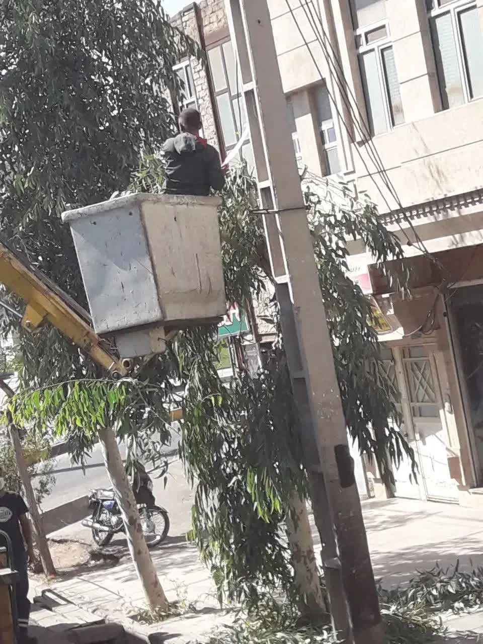 گل کاری و باغچه سازی وهرس|خدمات باغبانی و درختکاری|قم, آزادگان|دیوار