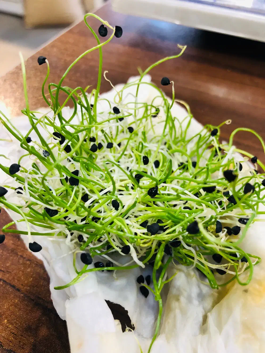 بذر پیاز سفید محلی|عمده‌فروشی|گرگان, |دیوار