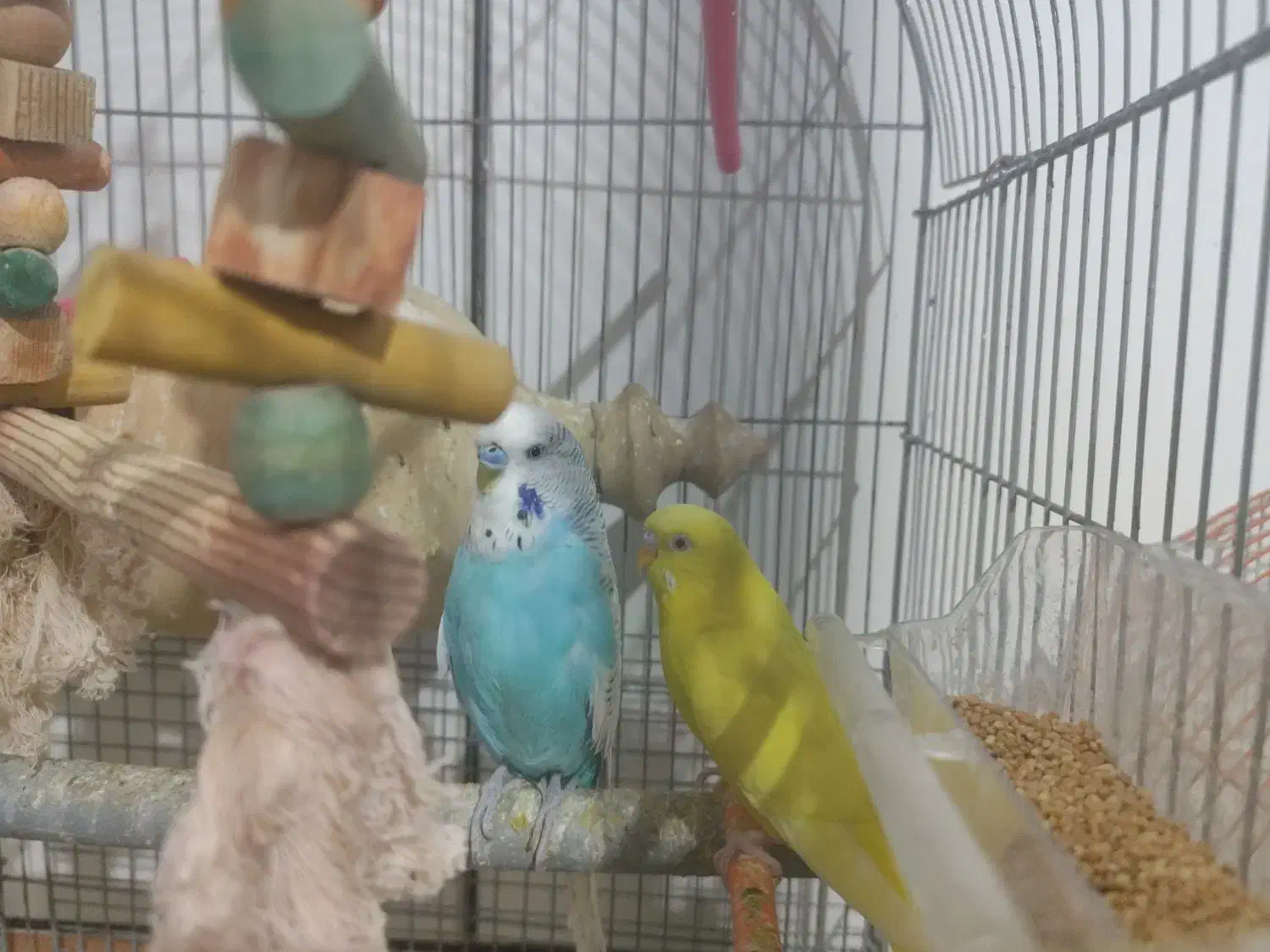 مرغ عشق انگلیسی و فنچ نرگسی تخمی|پرنده|زاهدان, |دیوار