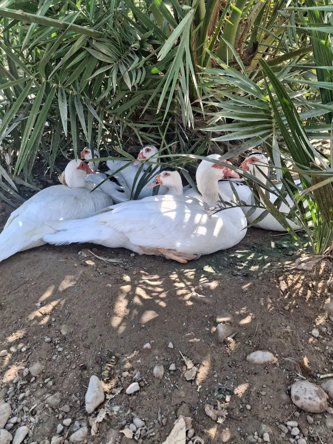 فروش تخم اردک اسرائیلی و غاز|حیوانات مزرعه|بندرعباس, |دیوار