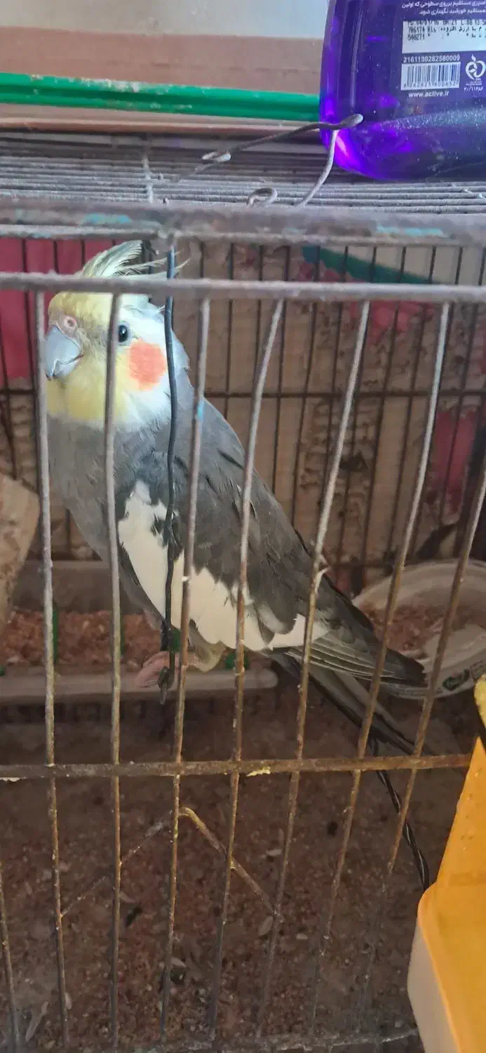 طوطی سخنگو|پرنده|اردبیل, |دیوار