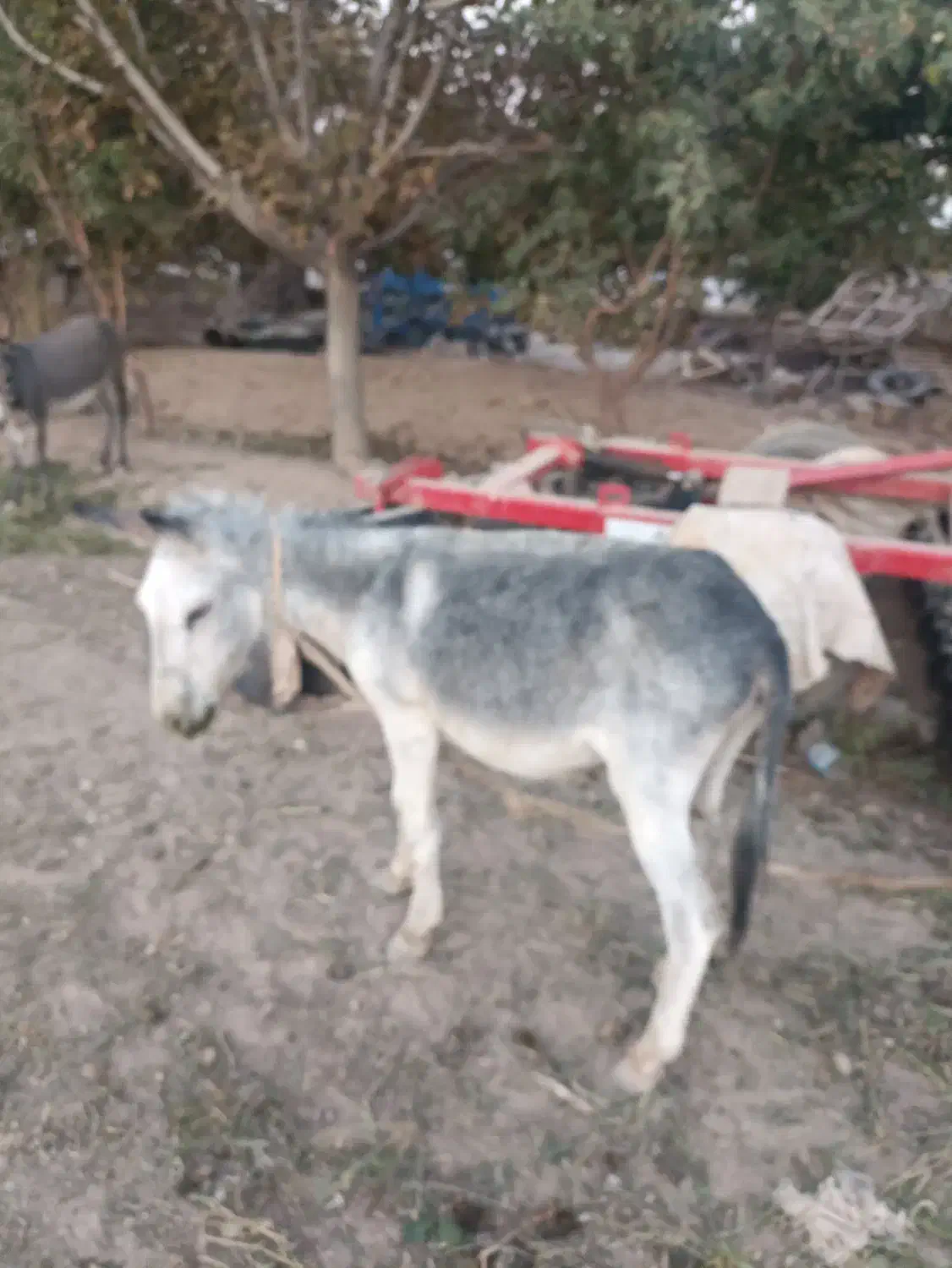 الاغ (خر)نر|حیوانات مزرعه|پاسارگاد, |دیوار