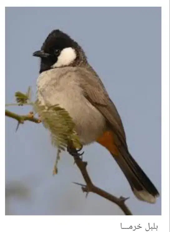 پرنده گوشی سفید|پرنده|بهبهان, |دیوار