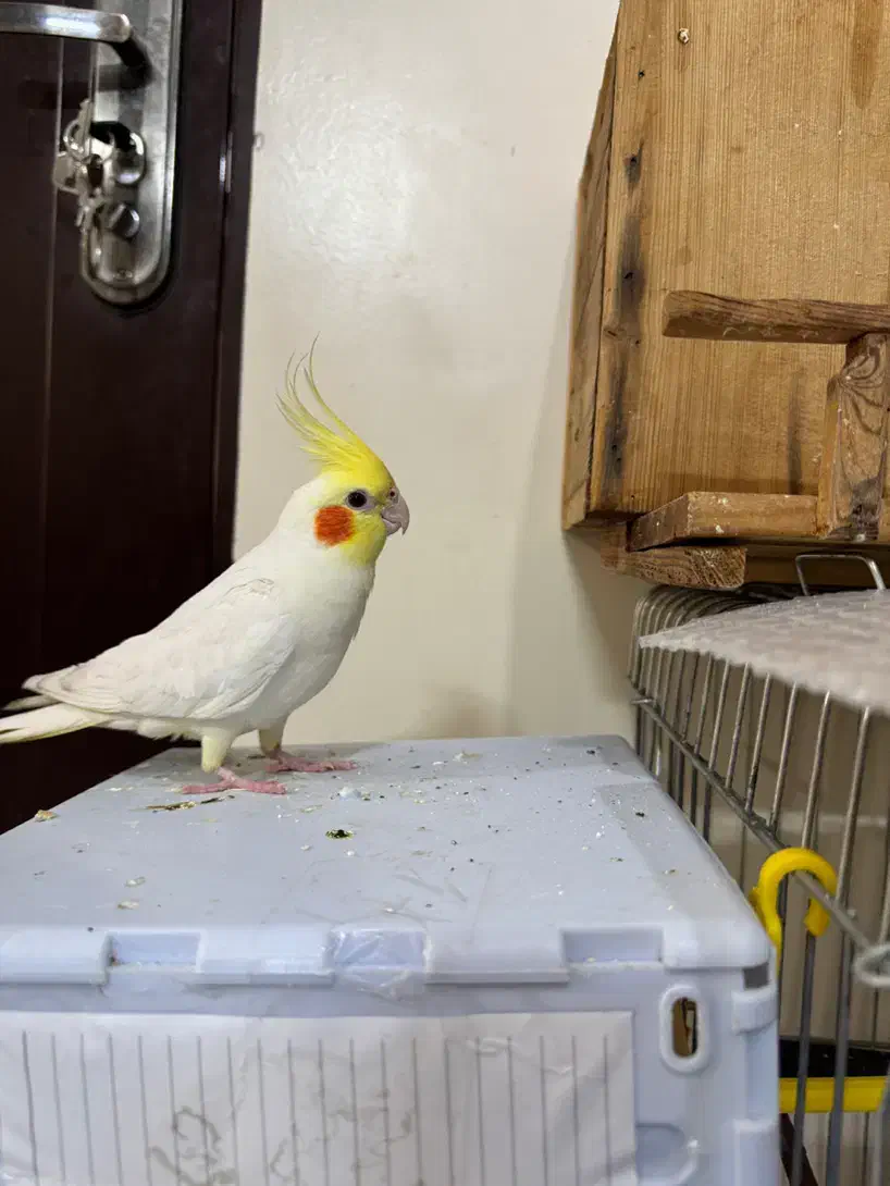 عروس هلندی نر و ماده|پرنده|تهران, افسریه جنوبی|دیوار