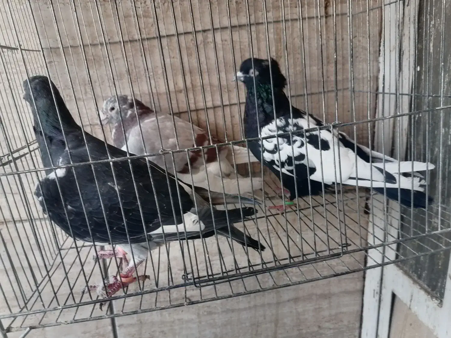 سه تا کبوتر ماده مناسب جفت 200|پرنده|شیراز, شهرک کوشکک|دیوار