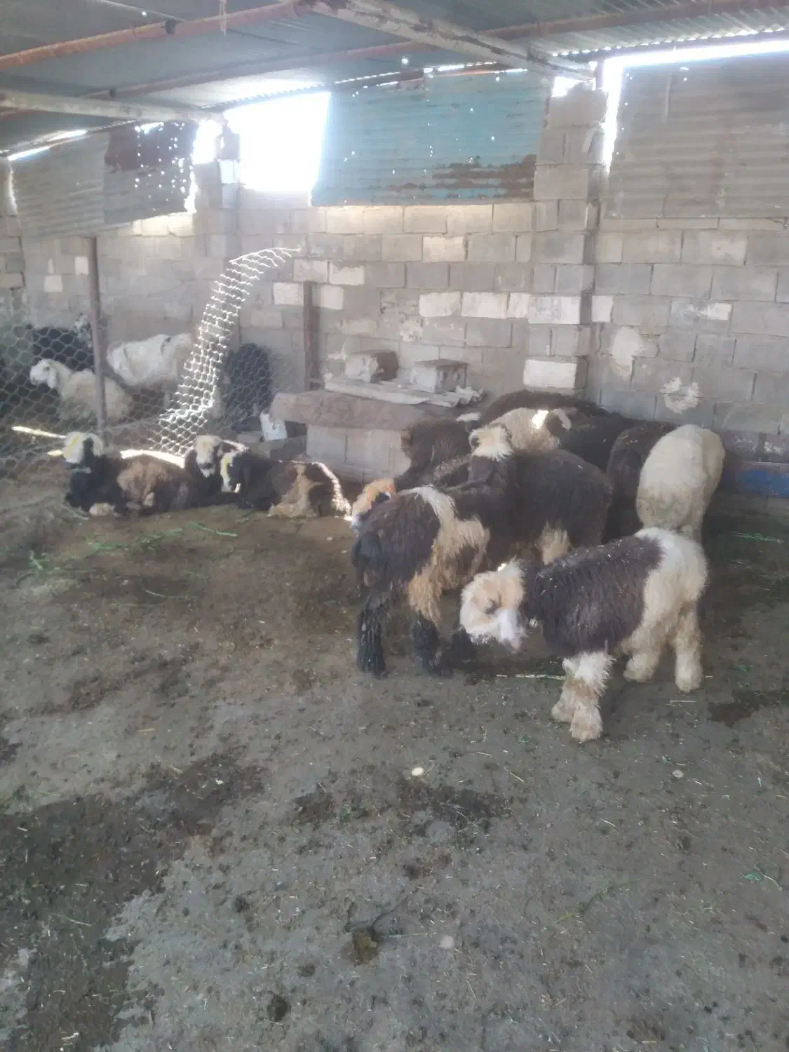 بره|حیوانات مزرعه|ایذه, |دیوار