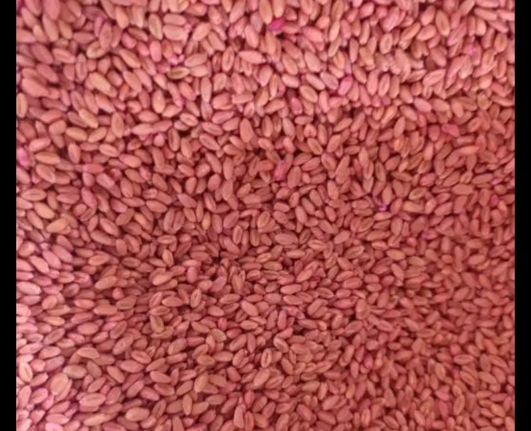 گندم بذری|گل و گیاه طبیعی|مشگین شهر, |دیوار