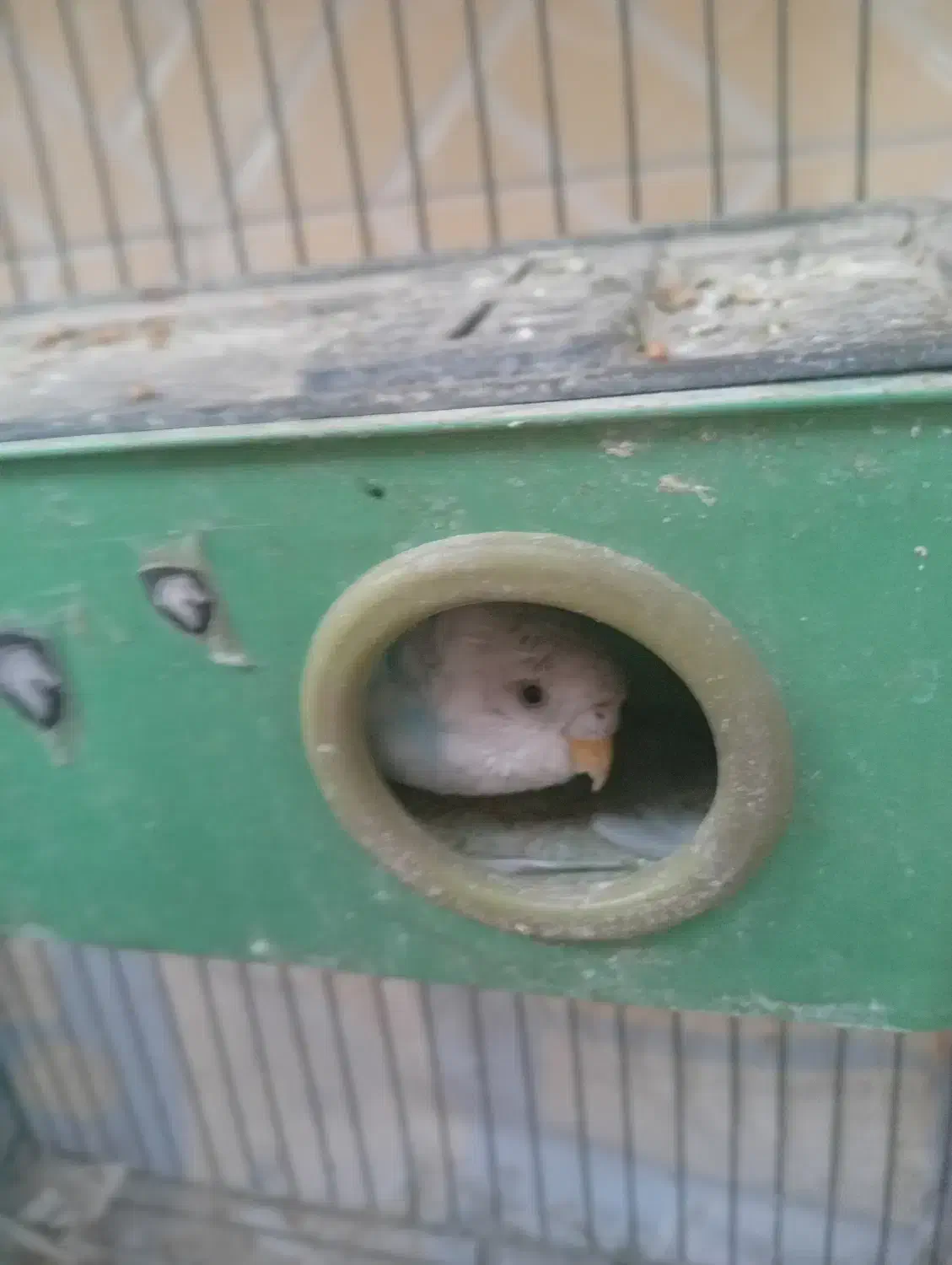 مرغ عشق|پرنده|کرمانشاه, |دیوار