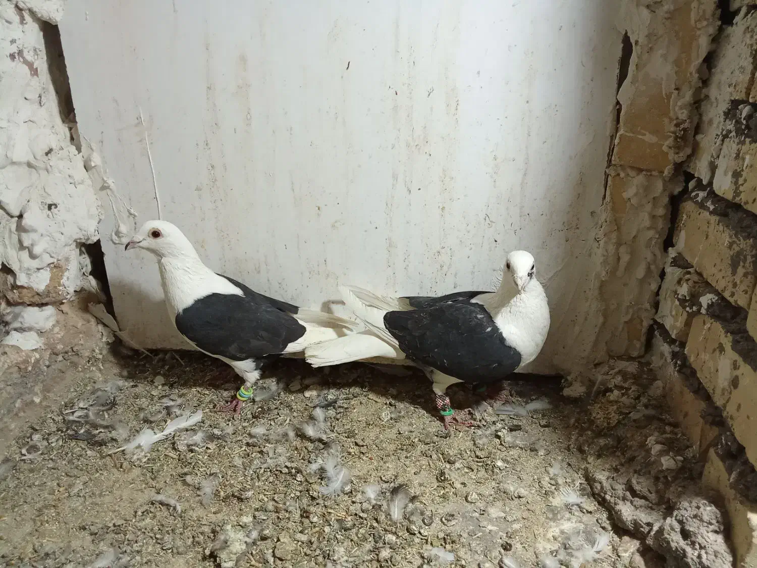 جفت پشتی سیاه گراف میزون|پرنده|جلگه رخ, |دیوار