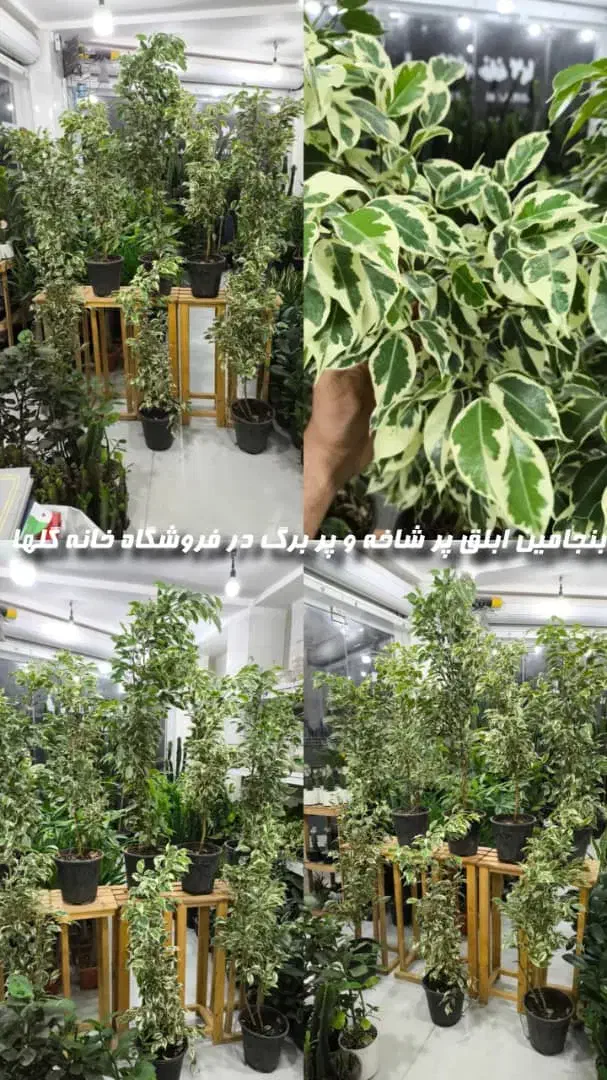 بنجامین ابلق پرشاخه و پربرگ|گل و گیاه طبیعی|بندرعباس, |دیوار