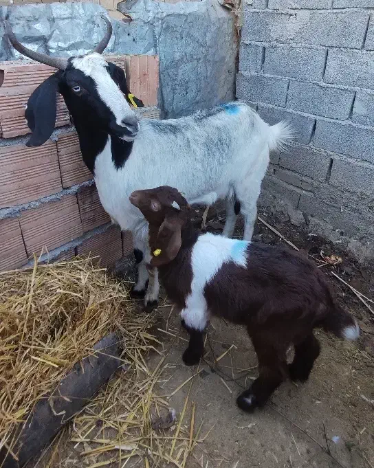 بز شیری مولد ابستن|حیوانات مزرعه|بهشهر, |دیوار