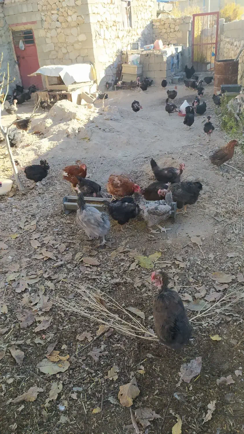 مرغ محلی تخم گذار|حیوانات مزرعه|چیتاب, |دیوار