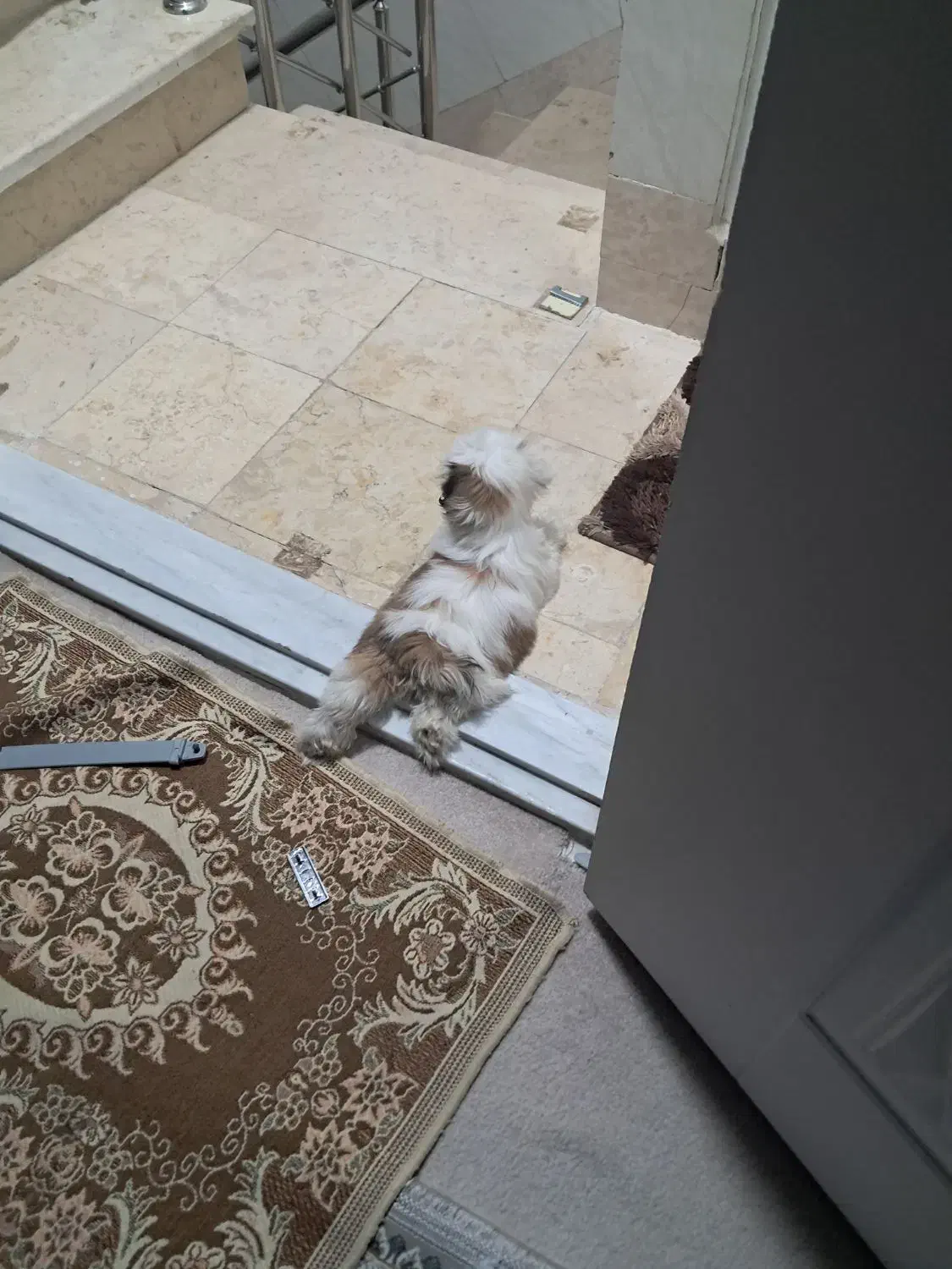 توله سگ|سگ|قم, شهر قائم|دیوار