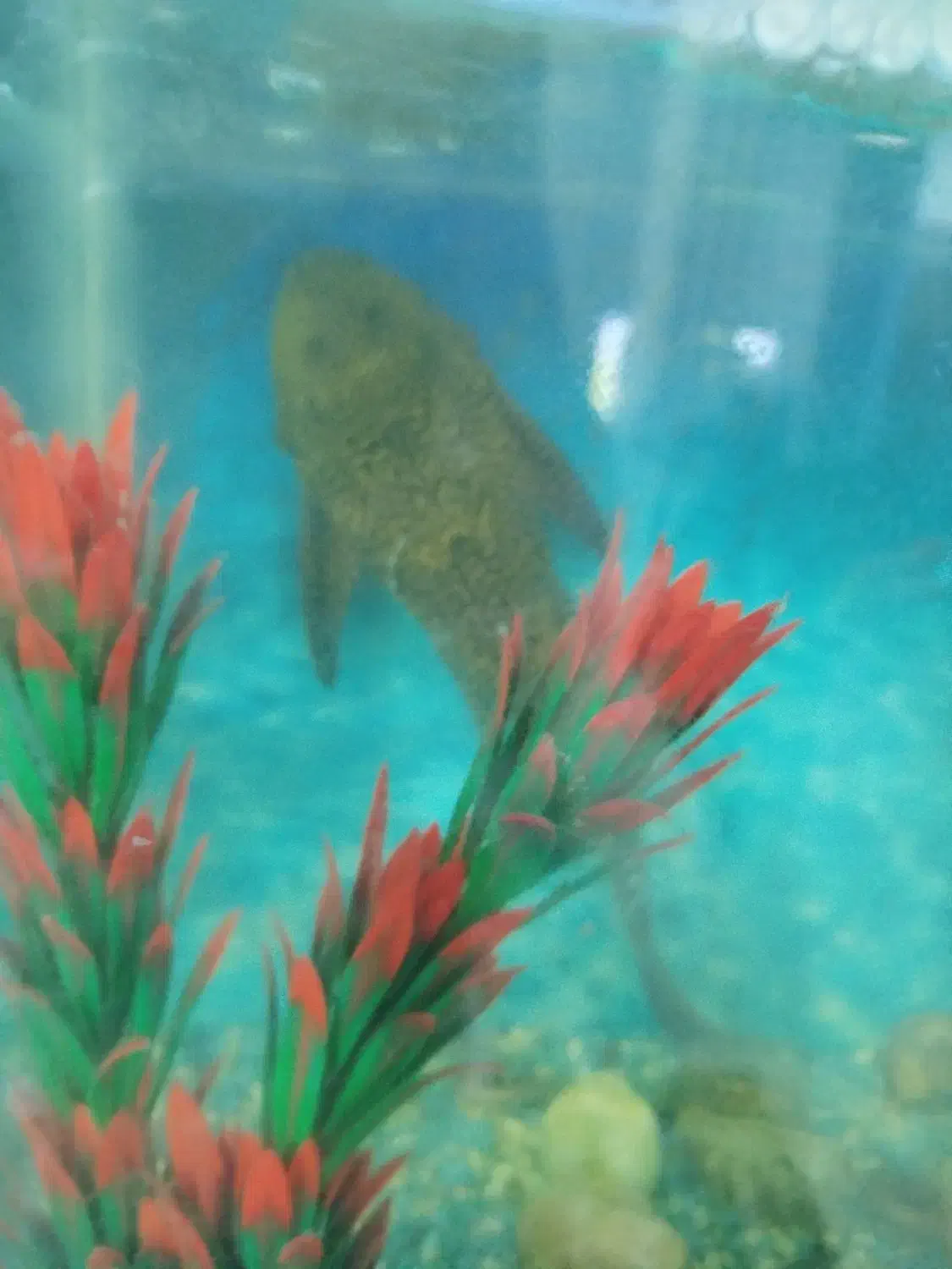 لجنخوار سایز بزرگ اسپرت|ماهی|اسدآباد, |دیوار