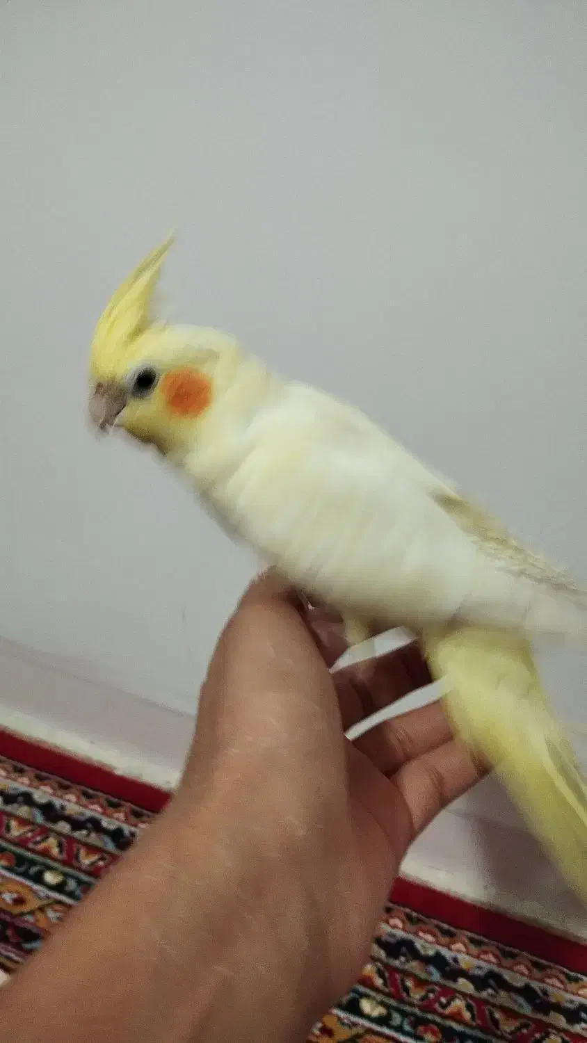 عروس هلندی|پرنده|دورود, |دیوار