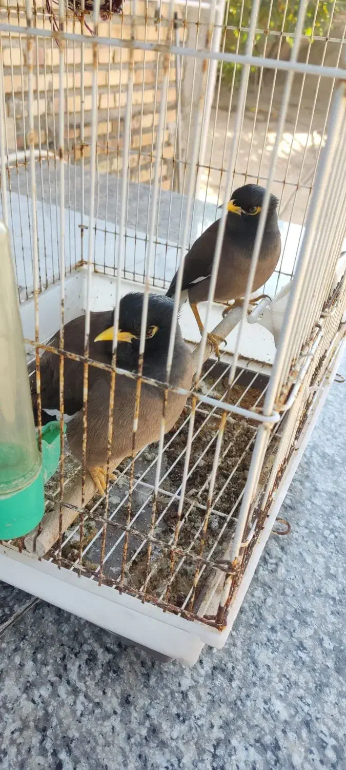 مرغ مینا سخنگو|پرنده|آزادشهر, |دیوار