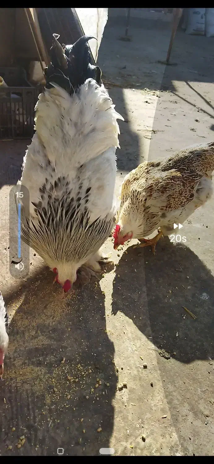 مرغ وخروس برهما مرندی لاری|حیوانات مزرعه|مشهد, نیزه|دیوار