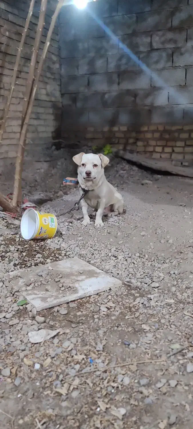 سگ پاکوتاه|سگ|اهواز, اهواز|دیوار