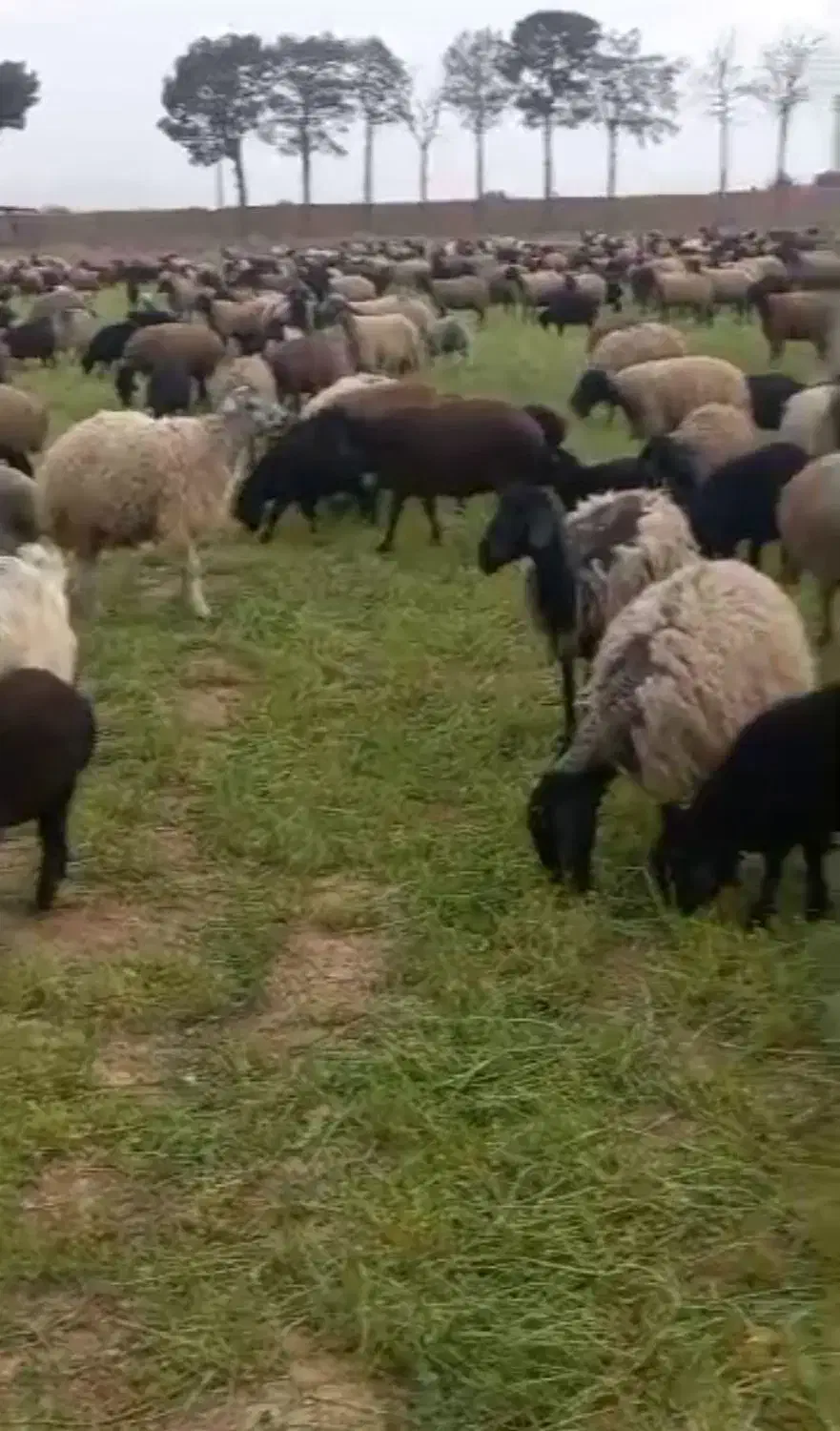 میش بره دار|حیوانات مزرعه|قرچک, داوود آباد|دیوار